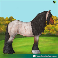 Horse Color:Bay Roan 