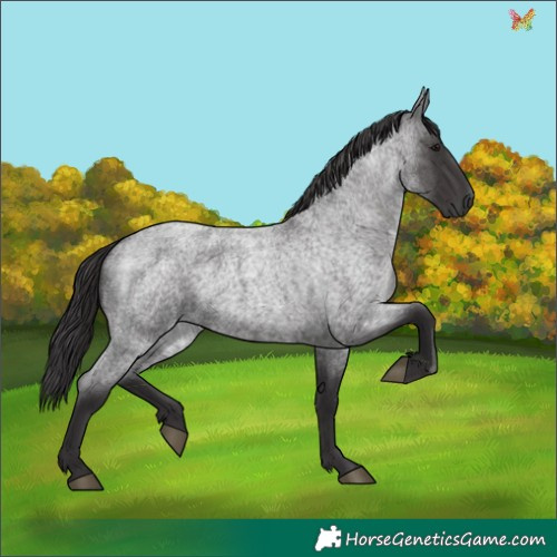 Horse Color:Smoky Blue Roan 