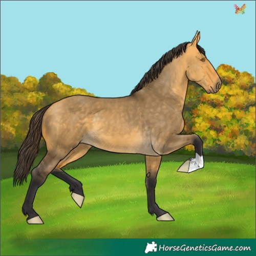 Horse Color:Buckskin Dun 