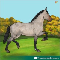 Horse Color:Brown Roan Dun 