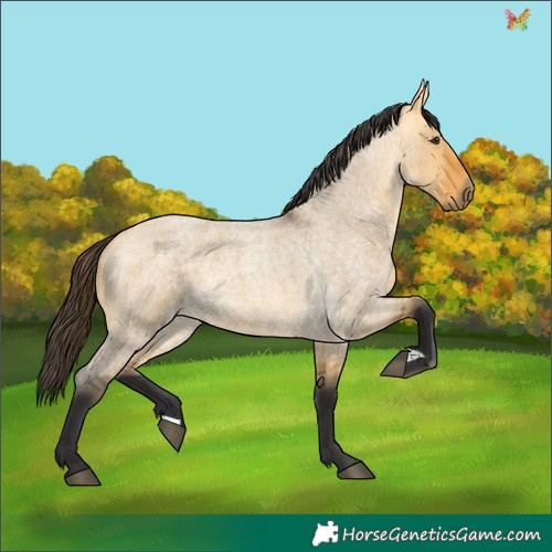Horse Color:Buckskin Roan Dun 