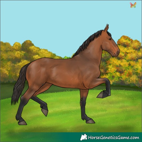 Horse Color:Bay 