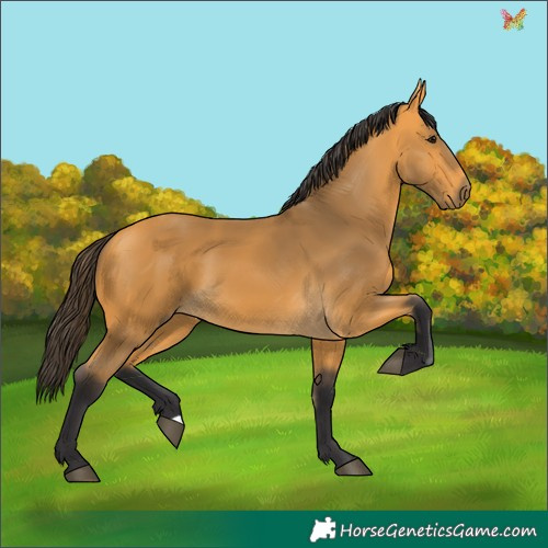 Horse Color:Buckskin