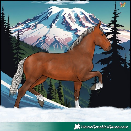 Horse Color:Silver Bay 