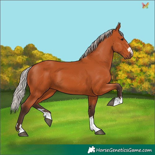Horse Color:Silver Bay 