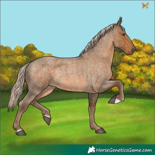 Horse Color:Chocolate Palomino Roan