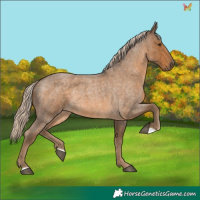 Horse Color:Chocolate Palomino Roan 