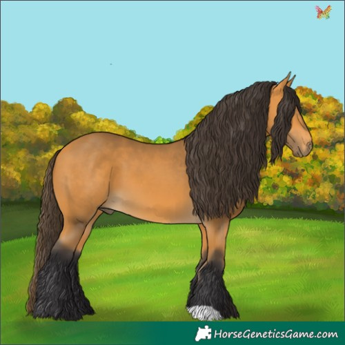 Horse Color:Buckskin 