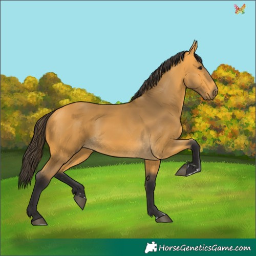 Horse Color:Buckskin 