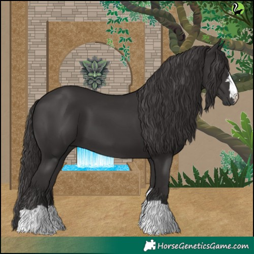 Horse Color:Smoky Black