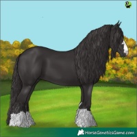 Horse Color:Smoky Black