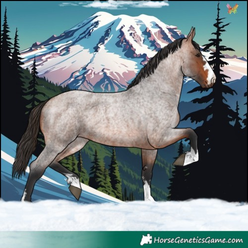 Horse Color:Bay Roan 