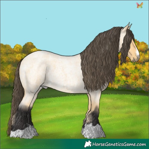 Horse Color:Buckskin Roan 