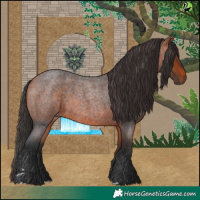 Horse Color:Bay Roan 
