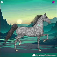 Horse Color:Black Ice Appaloosa