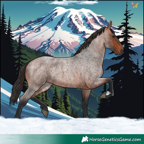 Horse Color:Bay Roan