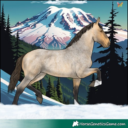 Horse Color:Buckskin Roan 