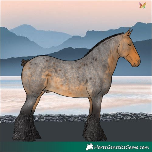 Horse Color:Buckskin Roan 