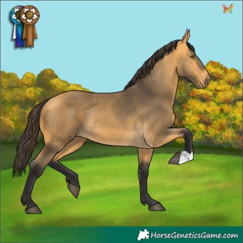 Horse Color:Buckskin 