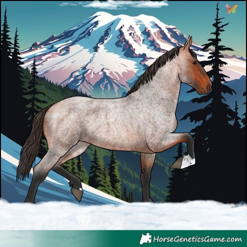 Horse Color:Bay Roan