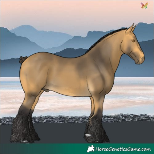 Horse Color:Buckskin 