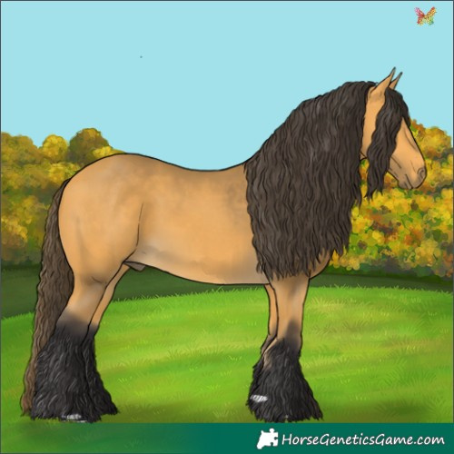 Horse Color:Buckskin 