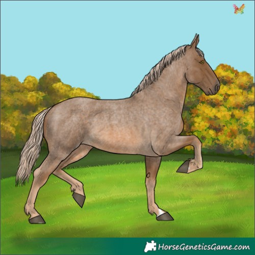 Horse Color:Chocolate Palomino Roan 