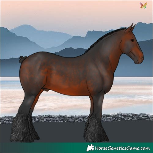 Horse Color:Bay Rabicano 