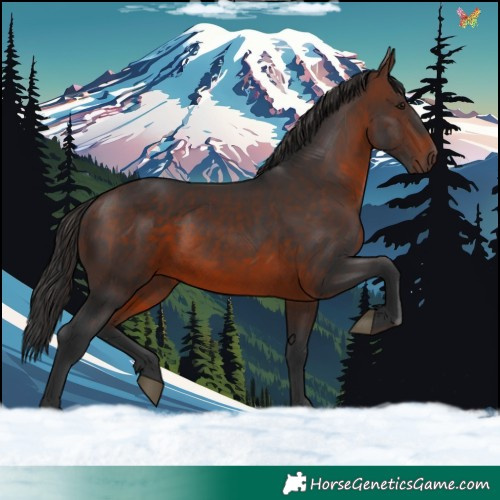 Horse Color:Brown Rabicano 