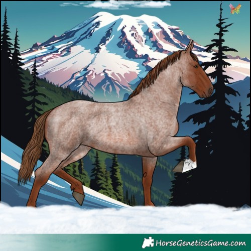 Horse Color:Red Roan Rabicano 