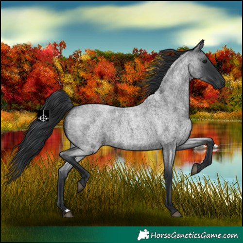 Horse Color:Blue Roan 