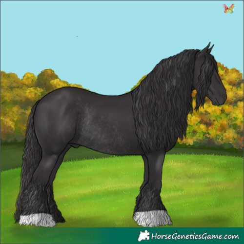 Horse Color:Smoky Black Rabicano 