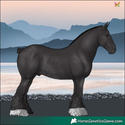 Horse Color:Smoky Black Rabicano 