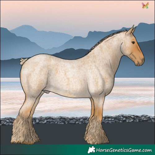 Horse Color:Palomino Roan 