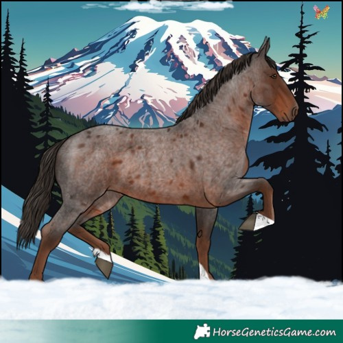 Horse Color:Liver Red Roan 