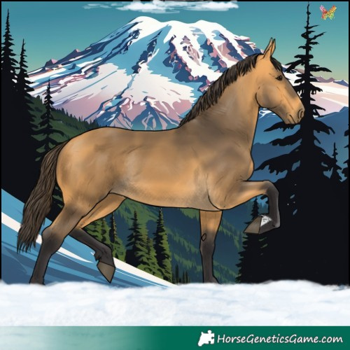 Horse Color:Buckskin Rabicano 