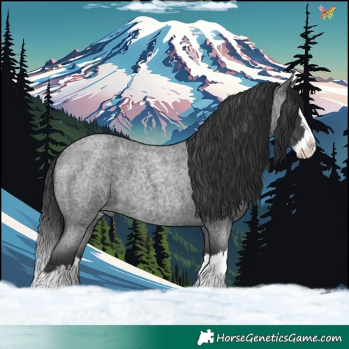 Horse Color:Blue Roan Splash 