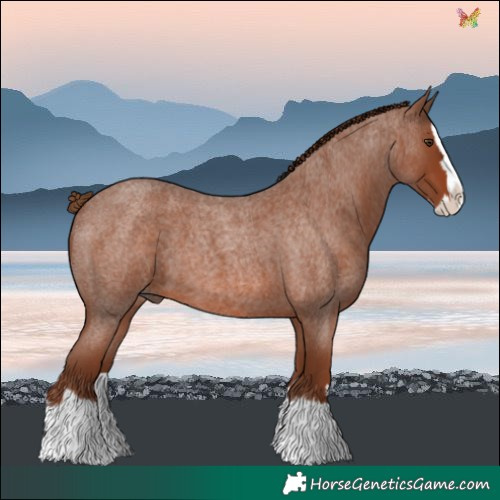 Horse Color:Red Roan Splash 