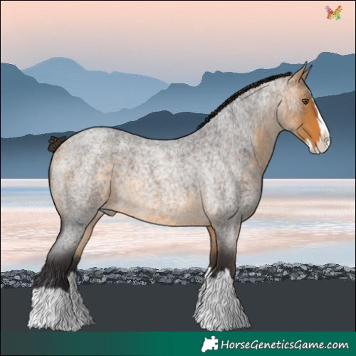 Horse Color:Buckskin Roan Splash 