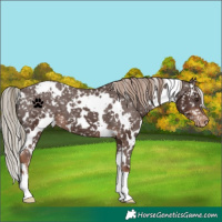 Horse Color:White Spotted Liver Chestnut Appaloosa 
