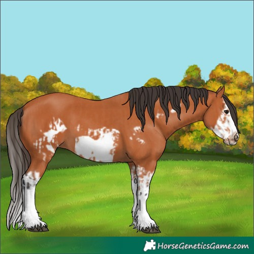 Horse Color:Bay Splash Frame and Bay Splash Frame
