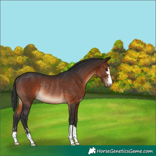 Horse Color:Brown Rabicano 