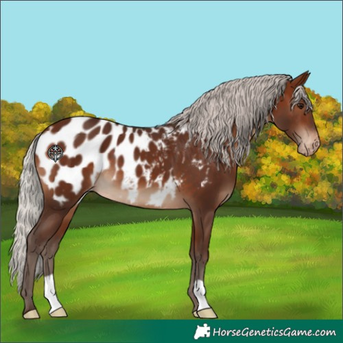 Horse Color:Silver Brown Appaloosa 