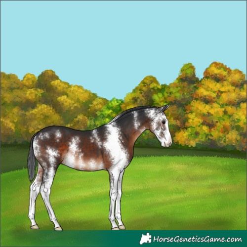 Horse Color:Brown Sabino 