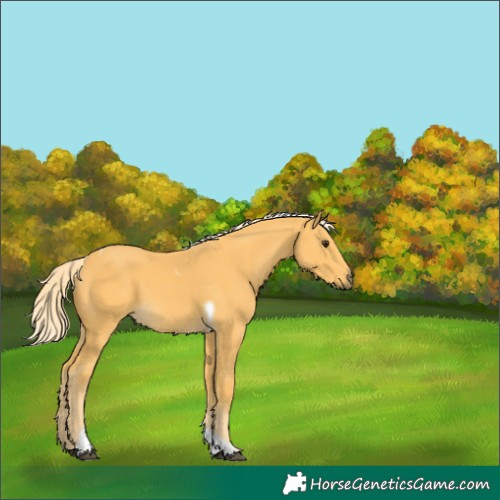 Horse Color:Palomino Tobiano 
