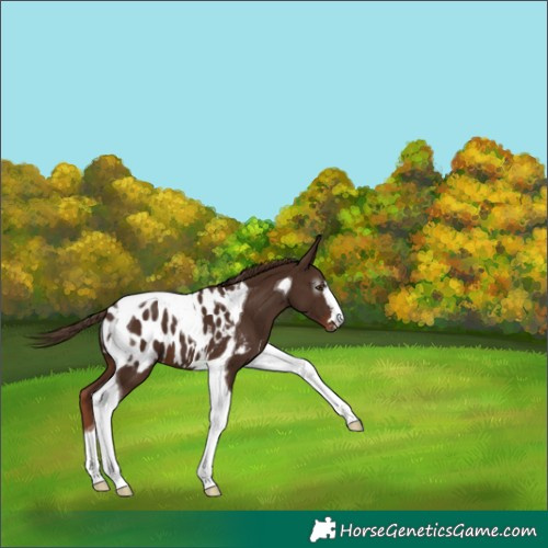 Horse Color:Gray Chestnut Tobiano Near Leopard 