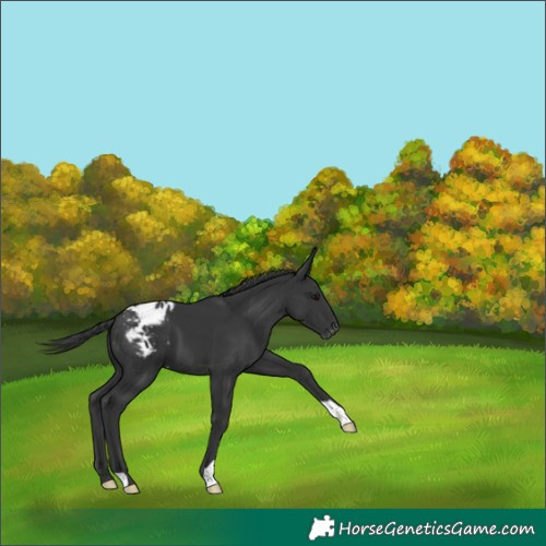 Horse Color:Black Appaloosa 