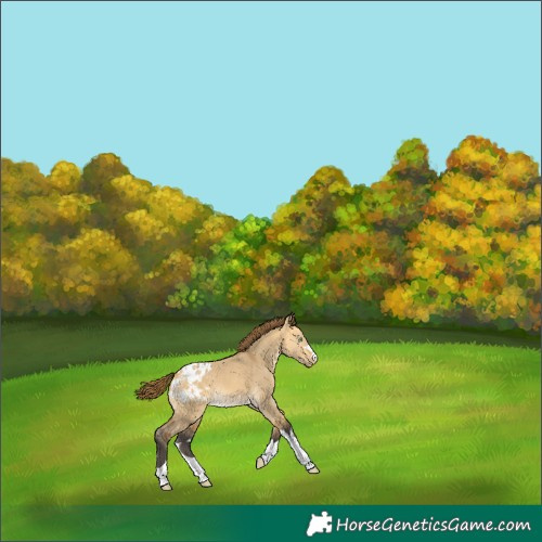 Horse Color:Buckskin Dun Blanket 
