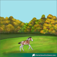 Horse Color:White Spotted Bay Splash 