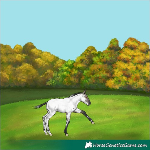 Horse Color:White Spotted Grullo Appaloosa Brindle 